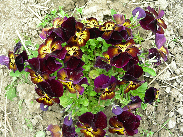 pansy in flower